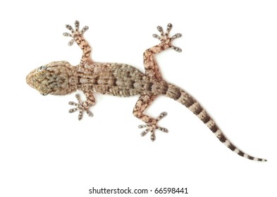 brown spotted gecko reptile isolated on white, view from above