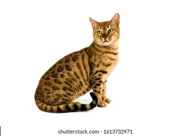 1,994 Brown Spotted Tabby Bengal Cat Images, Stock Photos & Vectors ...