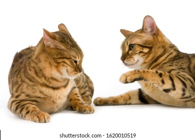 BROWN SPOTTED TABBY BENGAL DOMESTIC CAT  