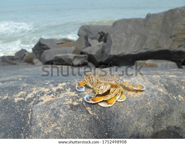 A brown spotted yellow crab on one of\
the rocks at the seashore. Pondicherry,\
India
