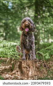 Brown Sprockapoo dog - Springer Cocker Poodle cross - sitting on a tree stump looking directly at the camera in the forest