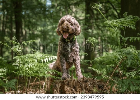 Brown Sprockapoo dog - Springer Cocker Poodle cross - sitting on a tree stump looking left in the forest