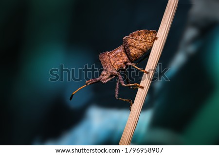 A brown squash bug climbing up a plant stemp. 