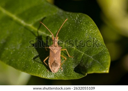 a brown squash bug on a green leaf in the sunshine and blurred background