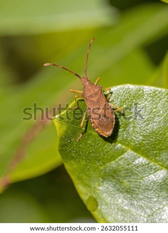 a brown squash bug on a green leaf in the sunshine and blurred background