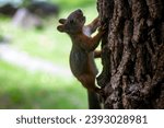 a brown squirrel climbing up a tree