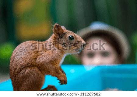 Brown squirrel is eating nut while girl is watching