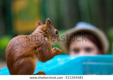 Brown squirrel is eating nut while girl is watching