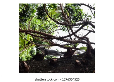Brown squirrel on the tree