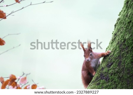 Image, Stock Photo nutcrackers Environment