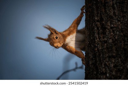 A brown squirrel on a tree looking around
