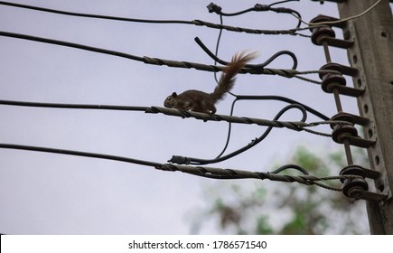 Brown Squirrel Perched On A Power Line