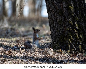 brown squirrel in the spring forest looking for nuts 