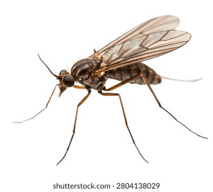 Brown Stable Fly with Long Piercing Mouthparts Isolated on White Background