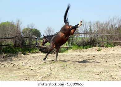 brown stallion kicking in paddock