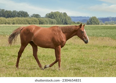 Brown stallion walking on the meadow against wide landscape