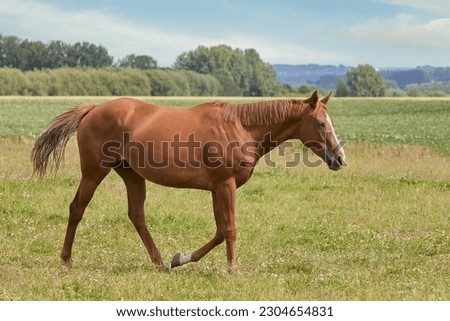 Brown stallion walking on the meadow against wide landscape