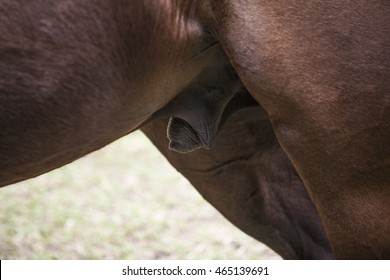 Horse Dick Close Up