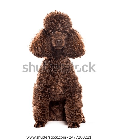 Brown standard poodle sitting on the ground and looking forward on a white background