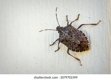 A Brown Stink Bug Clings To Outdoor Siding In The Autumn Sunlight.