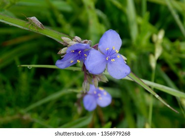 Brown Stink Bug (Euschistus Servus) On Spiderwort At Lake Panasoffkee Wildlife Management Area Wildwood, FL 3/30/19