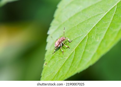 A Brown Stink Bug Found In The Woods