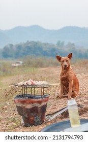 A Brown Stray Dog ​​sat Intently Watching The Barbecued Meat On The Charcoal Grill Eagerly Eager To Part With The Tourists' Meals. Hungry Concept Of A Stray Dog ​​in Need Of Help.