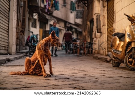 Brown stray dog on the streets of cairo, scratching itself as it is full of fleas. Example of poverty with many stray cats and dogs everywhere