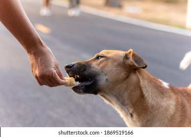 Brown Stray Dog With Poor  And Thin Body Hungry For Food In The Hands Of People Walking On The Street In The Park.With Pity,he Gave Him Food, And The Dog Opened Its Mouth To Receive It From The Hand.