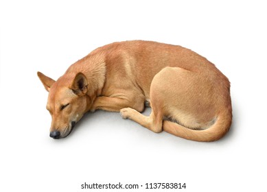 Brown Stray Dog Sleeping Isolated On White Background With Clipping Path