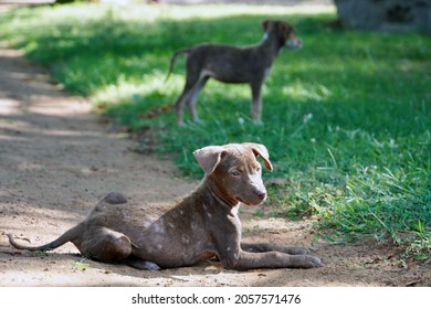 Brown Street Dog Looking Hungry And Starving For Food In The Park.