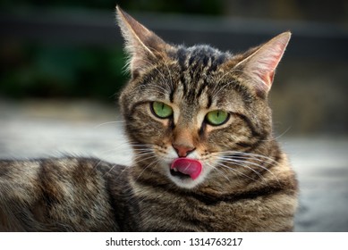 Brown Striped Cat Licking Itself While Staring Right At The Camera Lens With Its Green Eyes