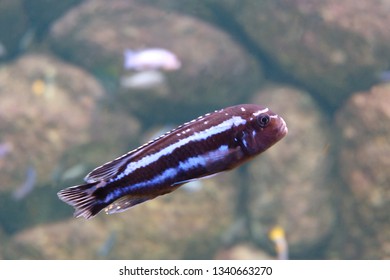 striped freshwater fish
