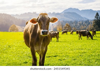 Brown Swiss cattle with herd relaxes watching hikers during morning feeding in a lush green meadow in the Tyrolean Alps on a sunny morning  - Powered by Shutterstock