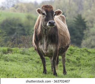 Brown Swiss Cow