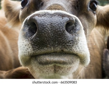 Brown Swiss Cow Nose