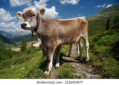 Brown Swiss Cow On Mountain Pasture In Switzerland