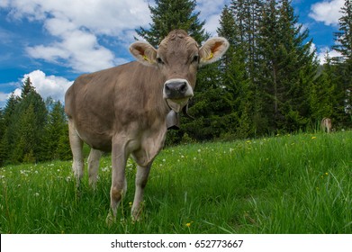 Brown Swiss Cow On Mountain Pasture In Switzerland 