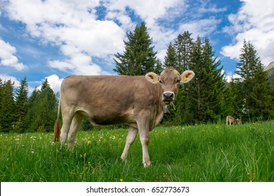 Brown Swiss Cow On Mountain Pasture In Switzerland 