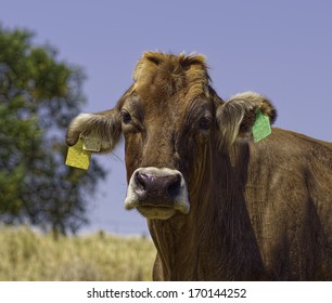 A Brown Swiss Dairy Cow.