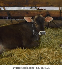 Brown Swiss Dairy Cow