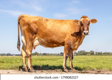 Brown Swiss Dairy Cow Stands Proudly In A Pasture, Tall And Long Legs, Fully In Focus, Blue Sky, Standing On Green Grass In A Meadow