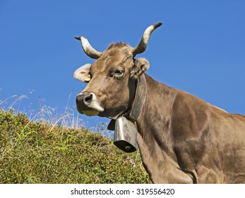 Brown Swiss, Schweizer Braunvieh Mit Horn