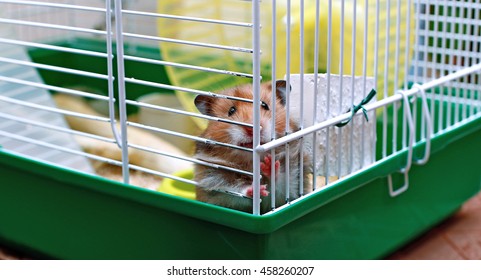 Brown Syrian hamster gnaws inside a cage, eager to freedom