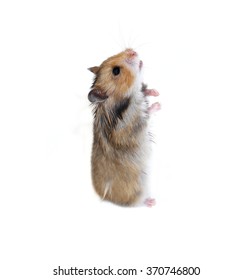 Brown Syrian hamster stands on his hind paws isolated on a white background