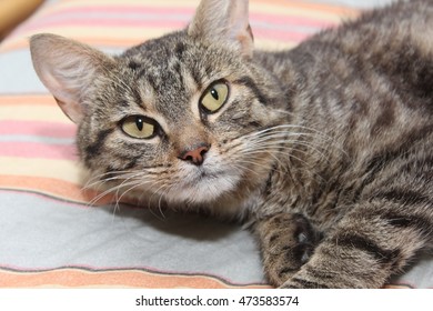 Brown Tabby Cat Stock Photo 473583574 | Shutterstock