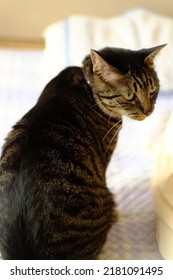 2,337 Back view tabby cat Images, Stock Photos & Vectors | Shutterstock