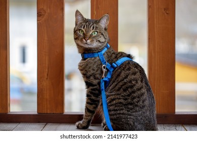 Brown Tabby Cat In A Blue Collar