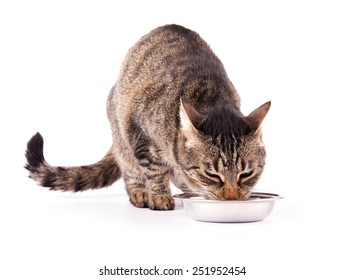 Brown Tabby Cat Eating Her Meal, On White