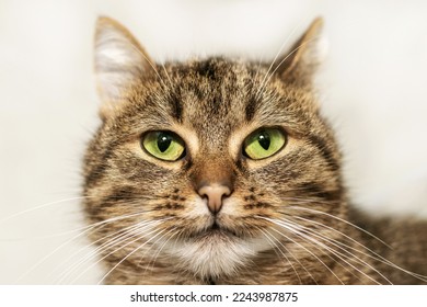 Brown tabby cat with green eyes close-up. Portrait of a cat - Shutterstock ID 2243987875